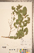  ( - CCDB-20339-F12)  @11 [ ] Copyright (2015) Deb Metsger Royal Ontario Museum