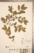  ( - CCDB-20339-E12)  @11 [ ] Copyright (2015) Deb Metsger Royal Ontario Museum