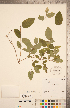  ( - CCDB-20339-D12)  @11 [ ] Copyright (2015) Deb Metsger Royal Ontario Museum