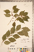  ( - CCDB-20339-C12)  @11 [ ] Copyright (2015) Deb Metsger Royal Ontario Museum
