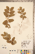  ( - CCDB-20339-B12)  @11 [ ] Copyright (2015) Deb Metsger Royal Ontario Museum