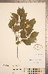  ( - CCDB-22993-H01)  @11 [ ] Copyright (2015) Deb Metsger Royal Ontario Museum