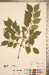  (Lonicera maackii - CCDB-22993-F01)  @11 [ ] Copyright (2015) Deb Metsger Royal Ontario Museum
