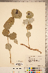  (Lonicera reticulata - CCDB-22993-E01)  @11 [ ] Copyright (2015) Deb Metsger Royal Ontario Museum