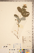  (Lonicera caprifolium - CCDB-22993-D01)  @11 [ ] Copyright (2015) Deb Metsger Royal Ontario Museum