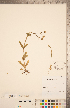  (Valerianella umbilicata - CCDB-22993-C01)  @11 [ ] Copyright (2015) Deb Metsger Royal Ontario Museum