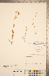  ( - CCDB-22993-B01)  @11 [ ] Copyright (2015) Deb Metsger Royal Ontario Museum
