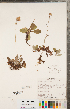  ( - CCDB-22993-B09)  @11 [ ] Copyright (2015) Deb Metsger Royal Ontario Museum