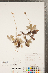  ( - CCDB-22993-A09)  @11 [ ] Copyright (2015) Deb Metsger Royal Ontario Museum