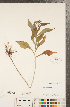  ( - CCDB-22989-E10)  @11 [ ] Copyright (2015) Deb Metsger Royal Ontario Museum