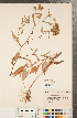 ( - CCDB-22989-D10)  @11 [ ] Copyright (2015) Deb Metsger Royal Ontario Museum
