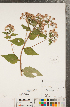  ( - CCDB-22989-G11)  @11 [ ] Copyright (2015) Deb Metsger Royal Ontario Museum