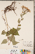  ( - CCDB-22989-F11)  @11 [ ] Copyright (2015) Deb Metsger Royal Ontario Museum