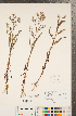  ( - CCDB-22989-D11)  @11 [ ] Copyright (2015) Deb Metsger Royal Ontario Museum