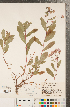  ( - CCDB-22990-G02)  @11 [ ] Copyright (2015) Deb Metsger Royal Ontario Museum