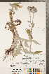  ( - CCDB-22990-G07)  @11 [ ] Copyright (2015) Deb Metsger Royal Ontario Museum