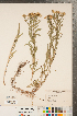  ( - CCDB-22990-D10)  @11 [ ] Copyright (2015) Deb Metsger Royal Ontario Museum
