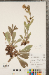  (Solidago randii - CCDB-22991-B01)  @11 [ ] Copyright (2015) Deb Metsger Royal Ontario Museum