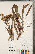  (Solidago houghtonii - CCDB-22991-C03)  @11 [ ] Copyright (2015) Deb Metsger Royal Ontario Museum