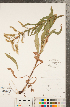  (Solidago x erskinei - CCDB-22991-G07)  @11 [ ] Copyright (2015) Deb Metsger Royal Ontario Museum