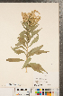  (Solidago fallax var. molina - CCDB-22991-G09)  @11 [ ] Copyright (2015) Deb Metsger Royal Ontario Museum