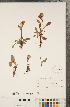  ( - CCDB-22991-F09)  @11 [ ] Copyright (2015) Deb Metsger Royal Ontario Museum