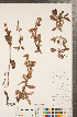  ( - CCDB-22991-E09)  @11 [ ] Copyright (2015) Deb Metsger Royal Ontario Museum