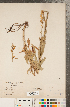  (Solidago pallida - CCDB-22991-D09)  @11 [ ] Copyright (2015) Deb Metsger Royal Ontario Museum