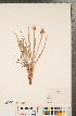  ( - CCDB-22992-B03)  @11 [ ] Copyright (2015) Deb Metsger Royal Ontario Museum