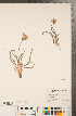  (Nothocalais cuspidata - CCDB-22992-A03)  @11 [ ] Copyright (2015) Deb Metsger Royal Ontario Museum