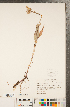  ( - CCDB-22992-G04)  @11 [ ] Copyright (2015) Deb Metsger Royal Ontario Museum