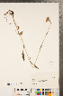 ( - CCDB-22992-D04)  @11 [ ] Copyright (2015) Deb Metsger Royal Ontario Museum