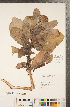  (Senecio pseudoarnica - CCDB-22992-B04)  @11 [ ] Copyright (2015) Deb Metsger Royal Ontario Museum