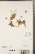  ( - CCDB-22992-D11)  @11 [ ] Copyright (2015) Deb Metsger Royal Ontario Museum