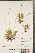  ( - CCDB-22992-C11)  @11 [ ] Copyright (2015) Deb Metsger Royal Ontario Museum