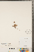  ( - CCDB-22992-B11)  @11 [ ] Copyright (2015) Deb Metsger Royal Ontario Museum