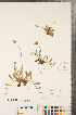  ( - CCDB-22992-A11)  @11 [ ] Copyright (2015) Deb Metsger Royal Ontario Museum