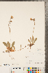  ( - CCDB-22992-H12)  @11 [ ] Copyright (2015) Deb Metsger Royal Ontario Museum
