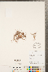 ( - CCDB-23112-A04)  @11 [ ] Copyright (2015) Deb Metsger Royal Ontario Museum