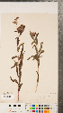  (Vernonia fasciculata - CCDB-23110-A02)  @11 [ ] Copyright (2015) Deb Metsger Royal Ontario Museum