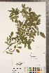  ( - CCDB-23110-C10)  @11 [ ] Copyright (2015) Deb Metsger Royal Ontario Museum