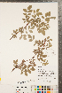 ( - CCDB-23110-B10)  @11 [ ] Copyright (2015) Deb Metsger Royal Ontario Museum