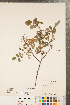  ( - CCDB-23110-A10)  @11 [ ] Copyright (2015) Deb Metsger Royal Ontario Museum