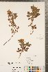  ( - CCDB-23110-G11)  @11 [ ] Copyright (2015) Deb Metsger Royal Ontario Museum