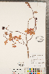  ( - CCDB-23110-E11)  @11 [ ] Copyright (2015) Deb Metsger Royal Ontario Museum