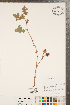  ( - CCDB-23110-C11)  @11 [ ] Copyright (2015) Deb Metsger Royal Ontario Museum