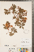  ( - CCDB-23110-B11)  @11 [ ] Copyright (2015) Deb Metsger Royal Ontario Museum