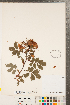  ( - CCDB-23110-A11)  @11 [ ] Copyright (2015) Deb Metsger Royal Ontario Museum