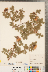  ( - CCDB-23110-H12)  @11 [ ] Copyright (2015) Deb Metsger Royal Ontario Museum