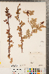  ( - CCDB-23110-G12)  @11 [ ] Copyright (2015) Deb Metsger Royal Ontario Museum